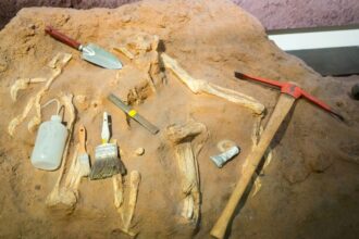 Régészeti ásatás eszközeivel körülvett emberi csontváz egy földdarabban.