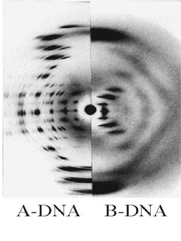 Röntgenkrisztallográfiai kép az A-DNA és B-DNA struktúrájáról